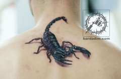 男人背部经典写实的蝎子纹身图案