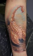 腿部时尚经典的欧美彩色蝎子纹身图案