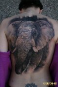 推荐大家欣赏一款满背大象纹身作品