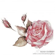 彩色玫瑰花纹身手稿图案