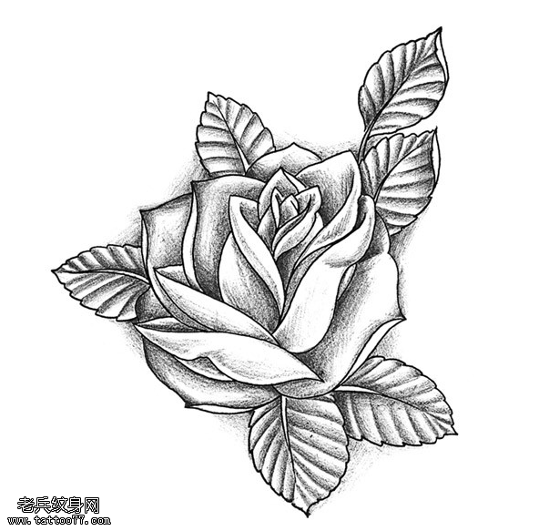 黑灰素描玫瑰花纹身手稿图片