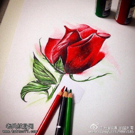 炙热荆棘的红玫瑰手稿纹身图案