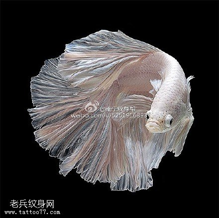 深海底白色漂亮的鱼手稿纹身图案
