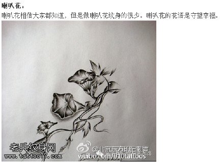 黑白牵牛花手稿纹身图案