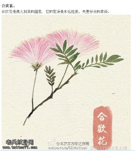漂亮的合欢花手稿纹身图案