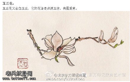 冰清玉洁的白玉兰手稿纹身图案
