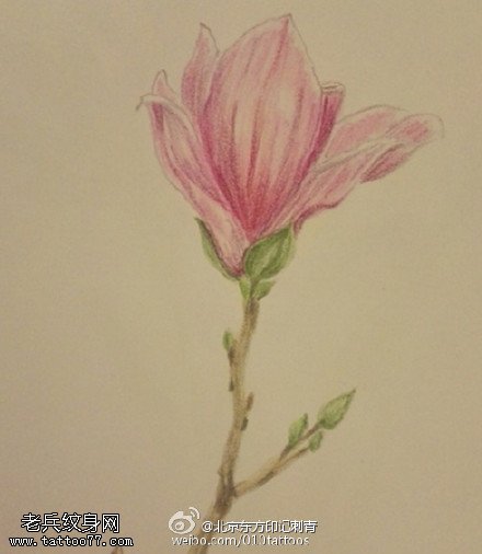 素描彩色木兰花手稿纹身图案