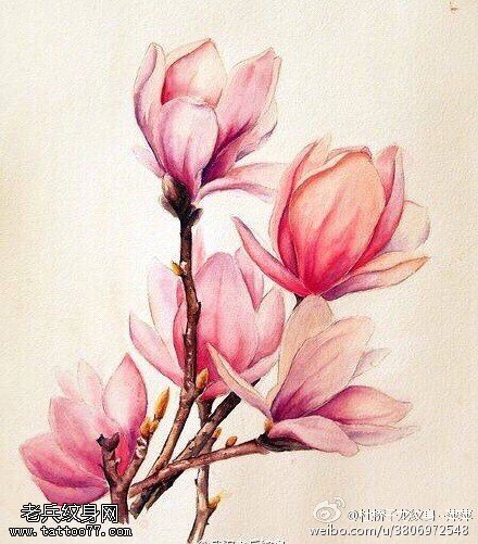 手绘漂亮的玉兰花纹身图案