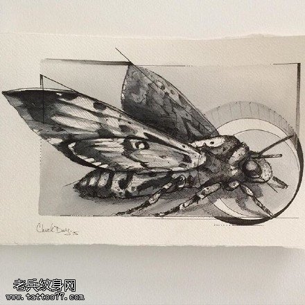 手稿素描飞蛾纹身图案