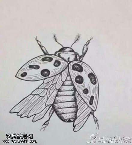 手稿甲壳虫纹身图案