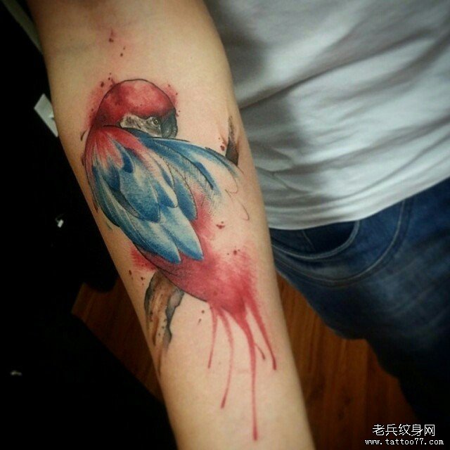 小臂泼墨彩色鹦鹉纹身图案