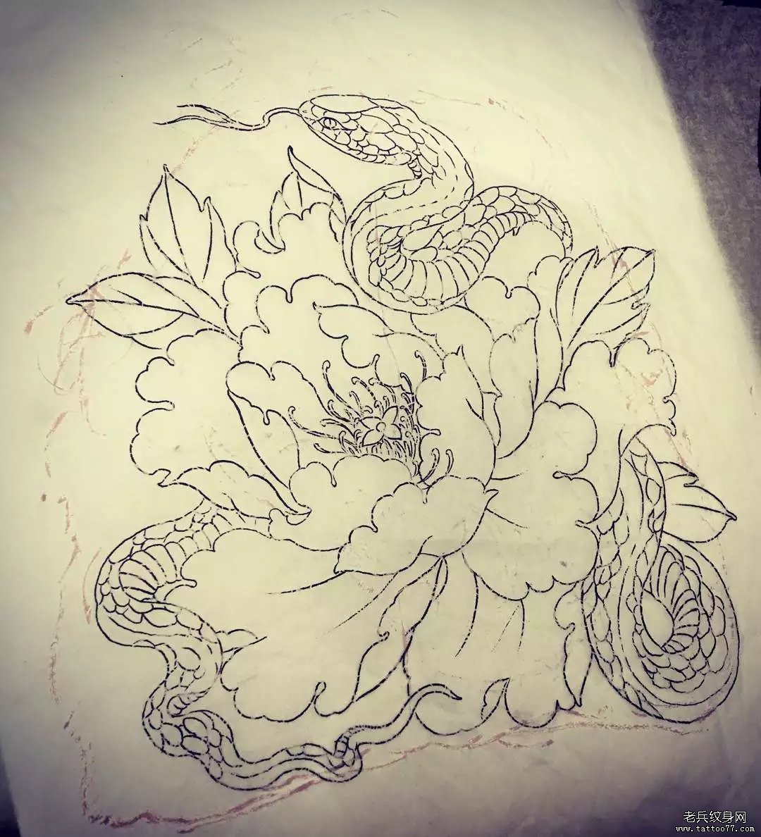 传统牡丹蛇纹身图案线稿