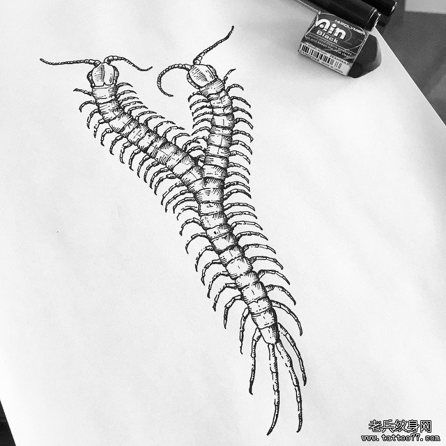 欧美黑灰蜈蚣纹身图案手稿