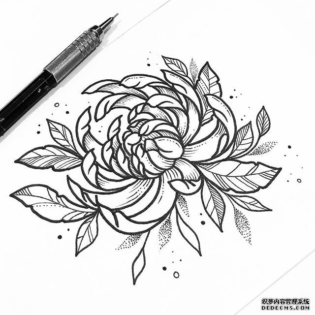 线条菊花纹身手稿