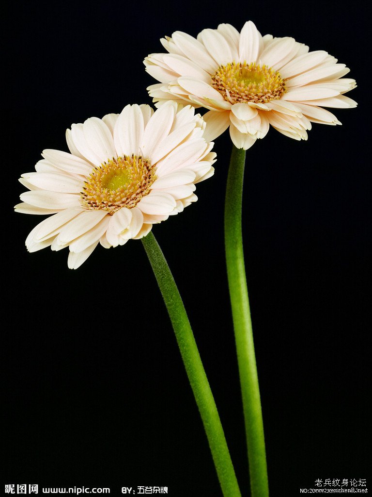 两款很好的雏菊纹身图案手稿