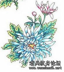 花纹身图案大全—菊花纹身图案大全